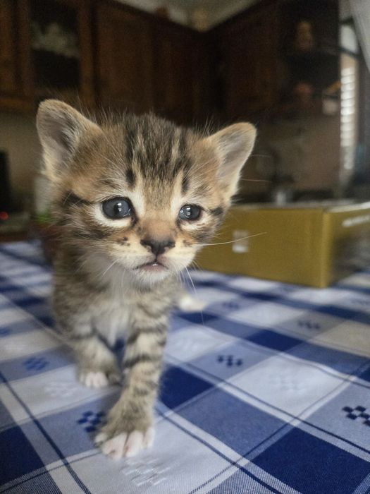 Gatos para dar ideal para crianças