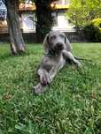 Braco wiemaraner