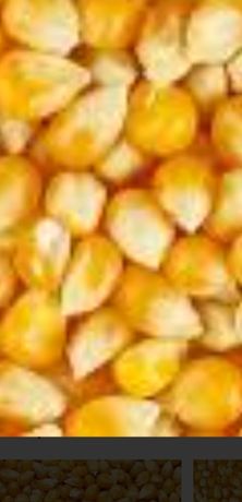 Продам Кукурузу ивсе виды зерновых,фасованые в мешках. Помол зерна.
