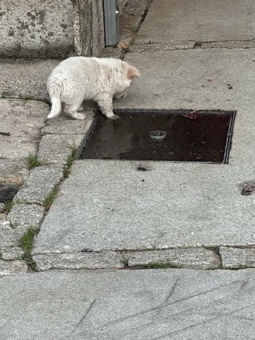 Caes para adoção
