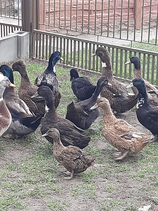 Kaczki dworki  dworka