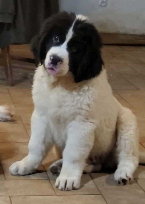 Landseer piesek GULIWER Czubaryk