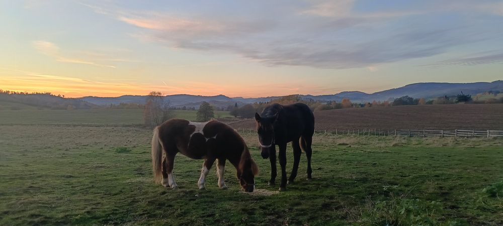 Do sprzedania koń kucyk ogier