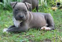 Amstaff American Staffordshire Terrier Amstaf BLUE błękitne