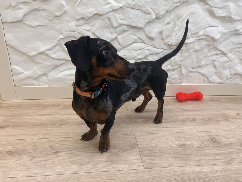 Вязка мармурова такса