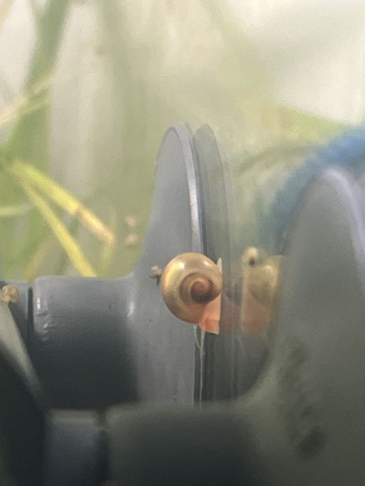 Caracóis de aquário