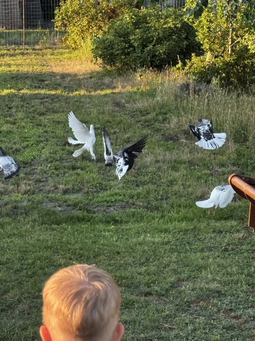 Gołębie bocianie, pilnie sprzedam
