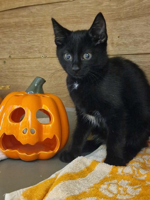 Małe kotki czekają na domy w schronisku