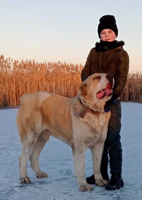 Среднеазіатська вівчарка