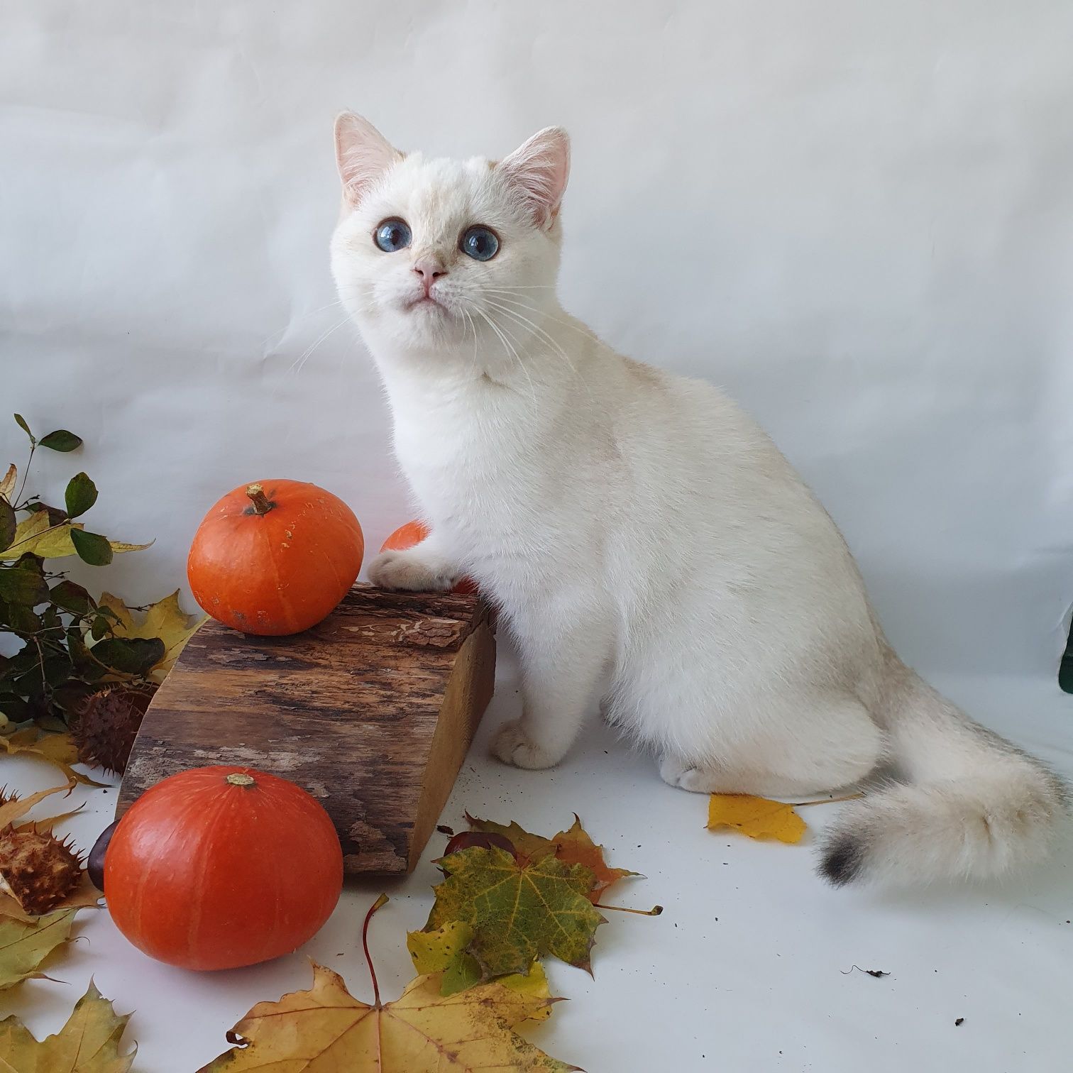 Белый, черный, рыжий, золотой есть котята у нас всех окрасов. Киев
