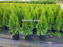 Tuja Szmaragd 80cm Thuja smaragd C3 paszport