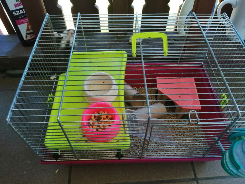 Chomik dżungarski samiczka z klatką