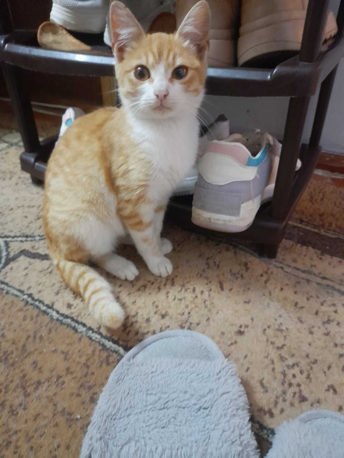 Руденький маленький красунчик