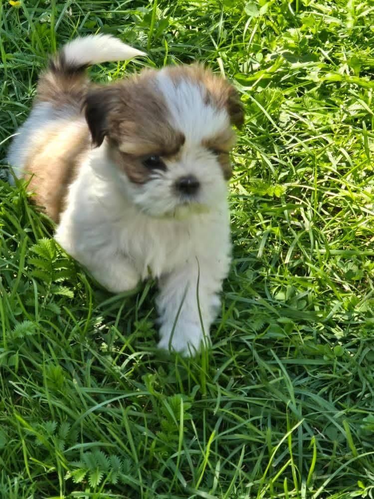 Śliczna suczka shih tzu