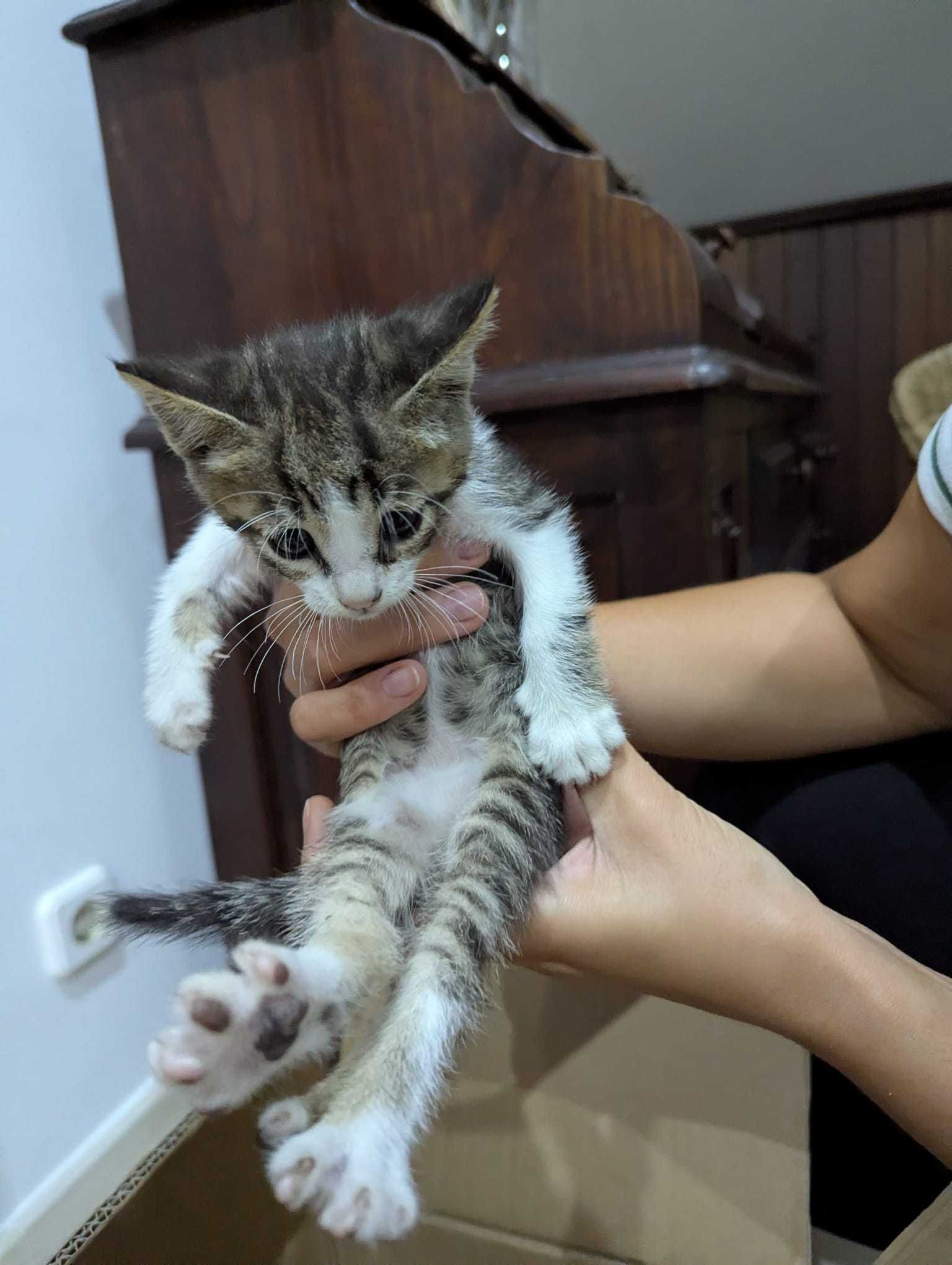 Gatos bebés adoção