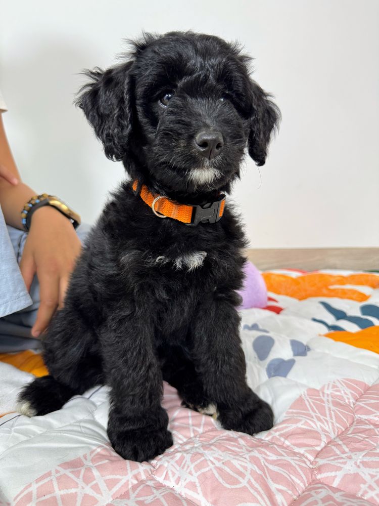 Black Bernedoodle hybryda Bernenski Pies Pasterski