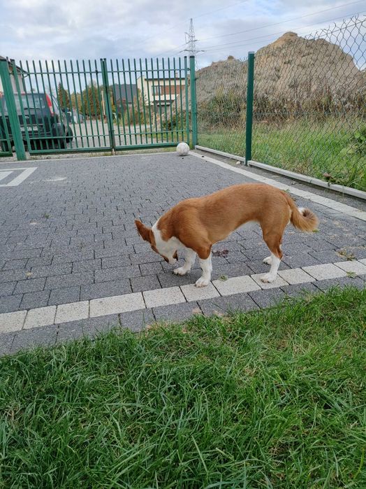 Oddam suczkę Jack Russell terrier Piesek ma ponad rok.