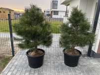 Sosna czarna Pinus Nigra formowana 110-140 cm dowóz