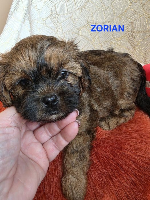 SHIHPOO śliczny chłopczyk