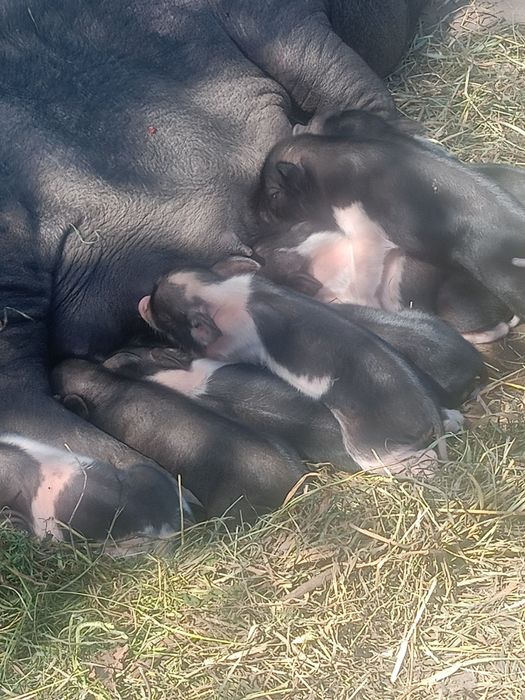 Продам поросят порода Мангал