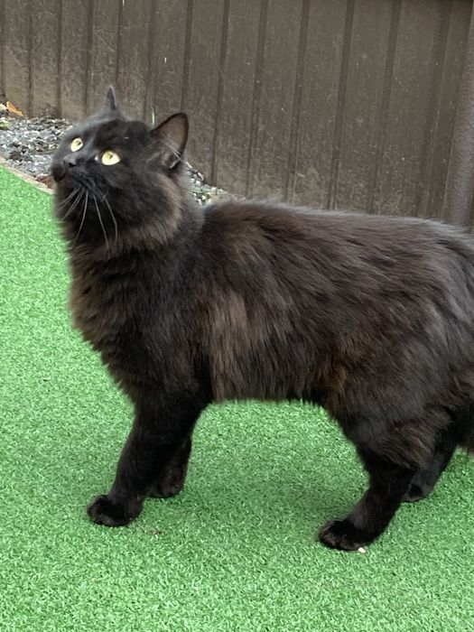 Віддам кошечку в добрі руки.