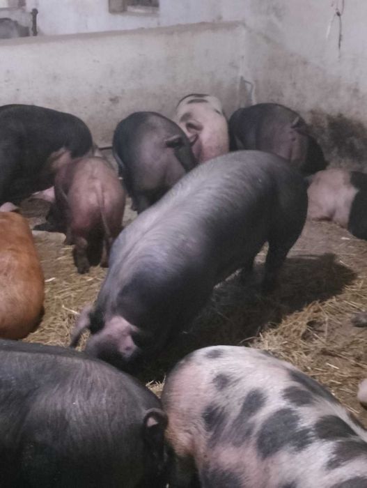 Продам свині живою вагою