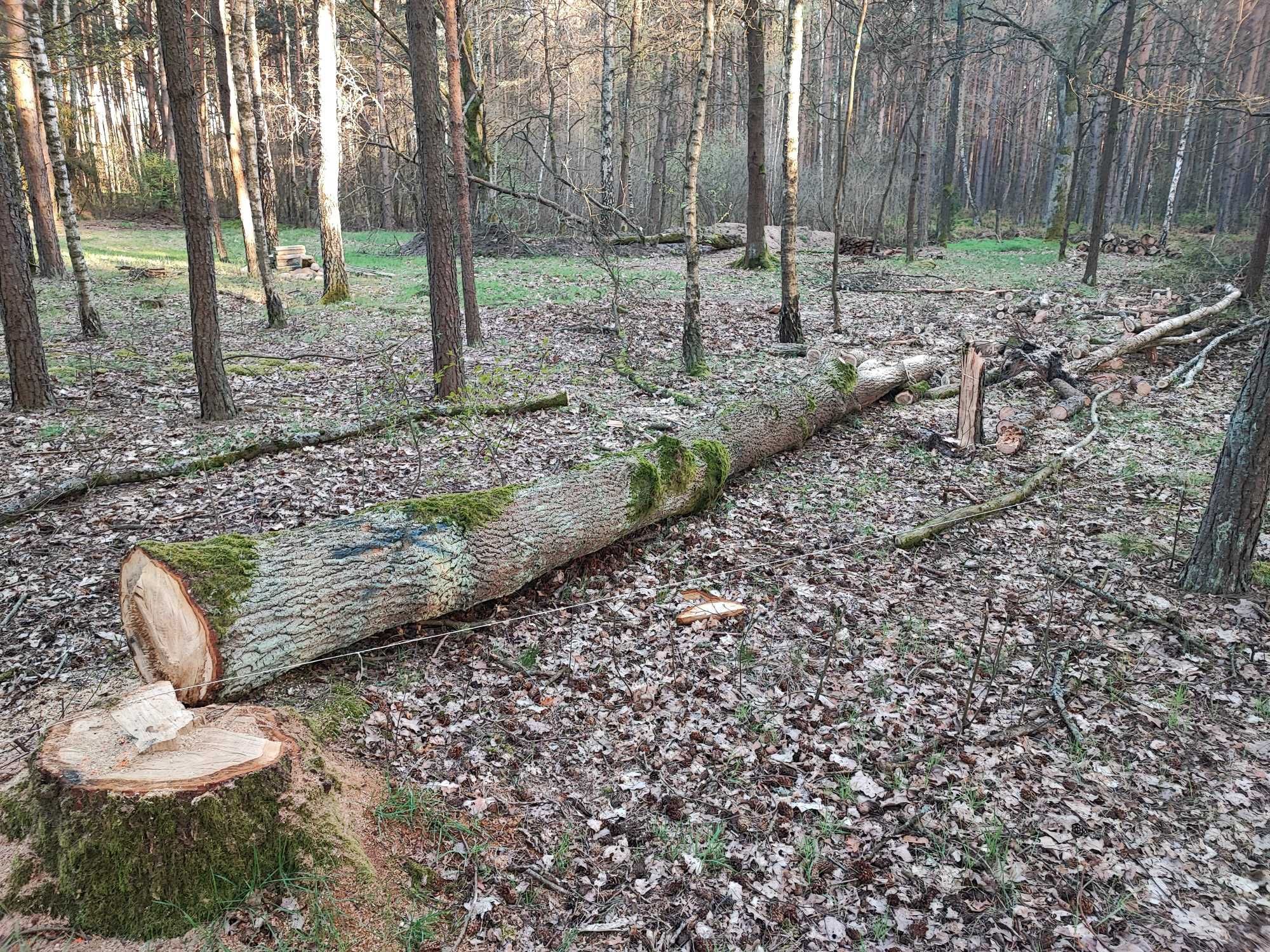 Sprzedam dąb po wycince