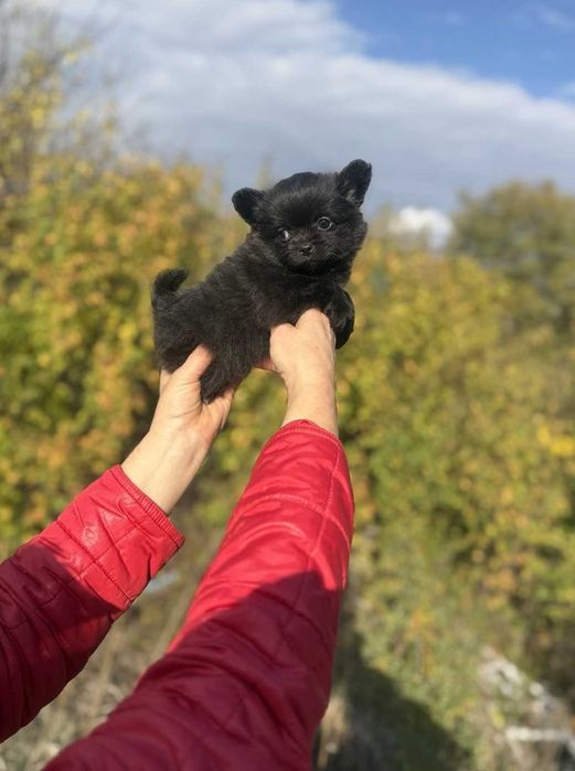 Дівчинка - помчі, д/ш.