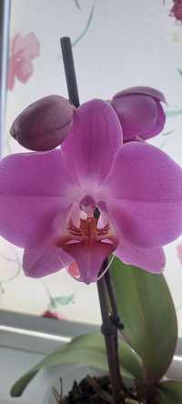 Орхідея скоро має квітнути