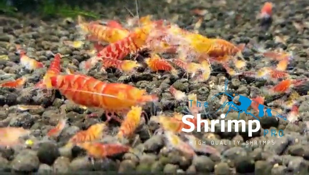 Diversos caridinas/ high quality shrimps, medium e high grade