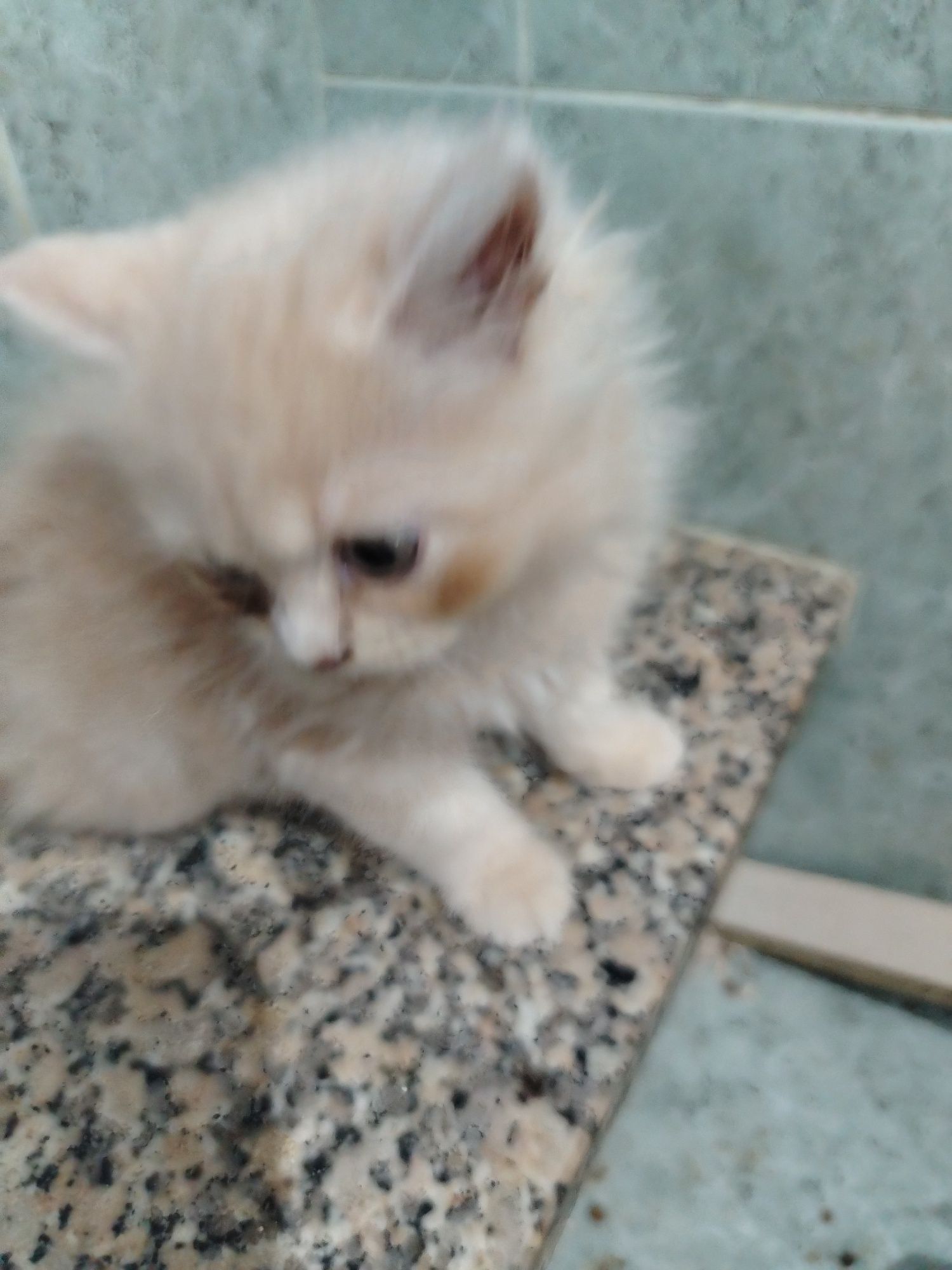 Bebe persa beje top