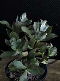 crassula , толстянка, денежное дерево, крассула, грошове дерево