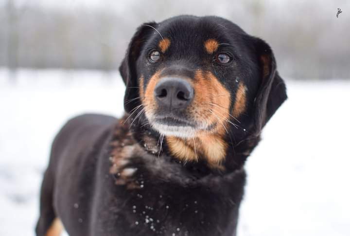 Zima to dla Niego bardzo trudny okres! Piesek do adopcji.