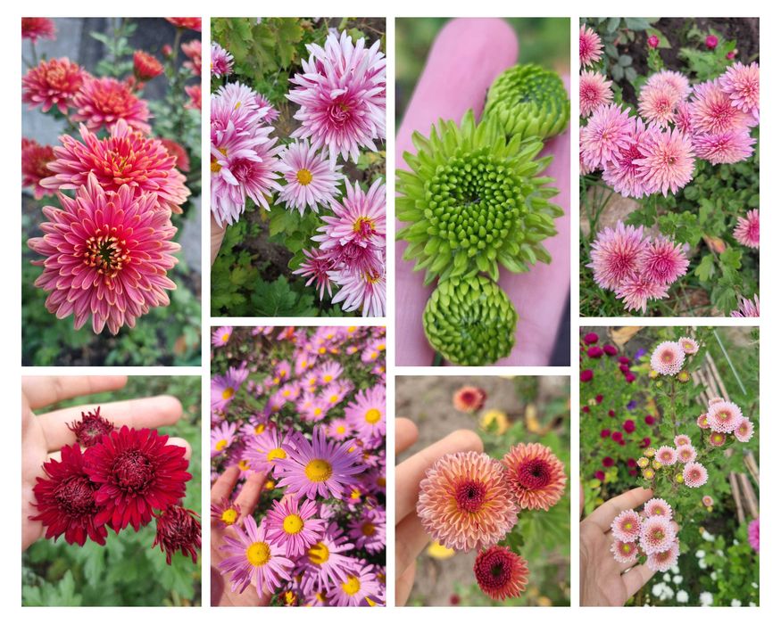 Рудбекия многолетняя махровая тысячелистник хризантемы