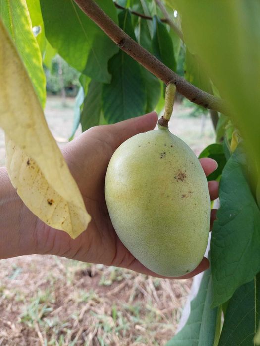 Paw paw- Asimina Triloba