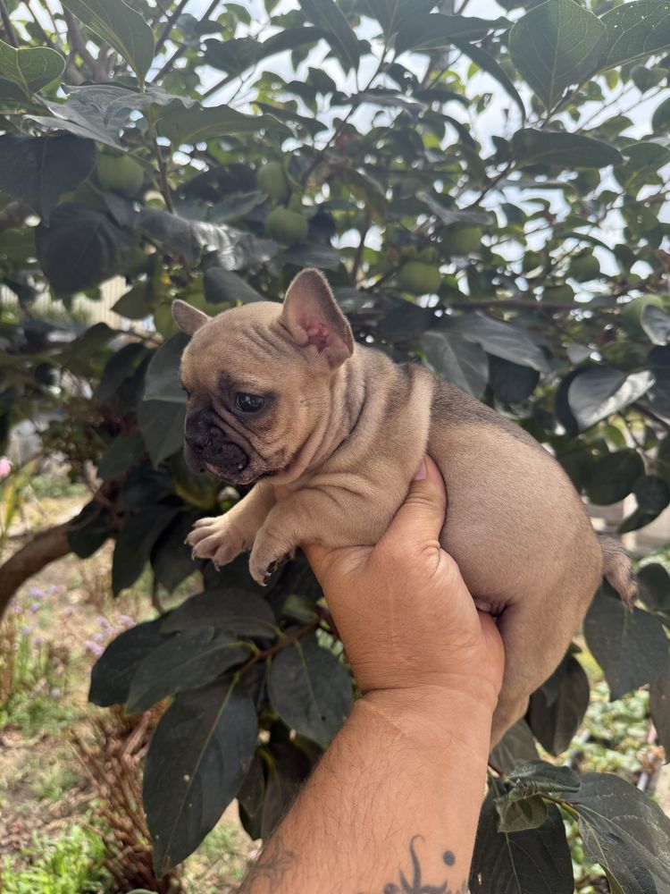 Buldogue Francês Ultima Menina