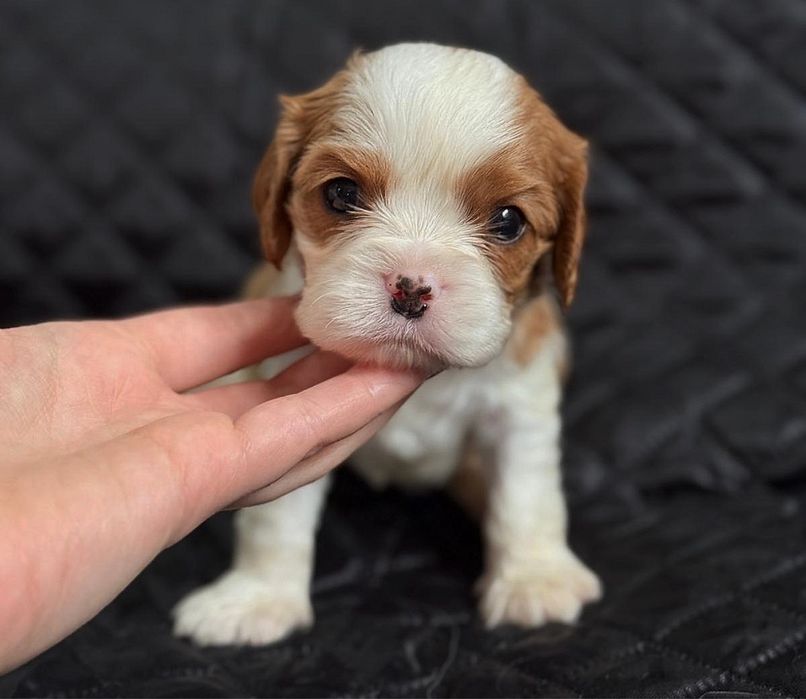 Cavalier King Charles Spaniel FCI chłopiec szczenięta