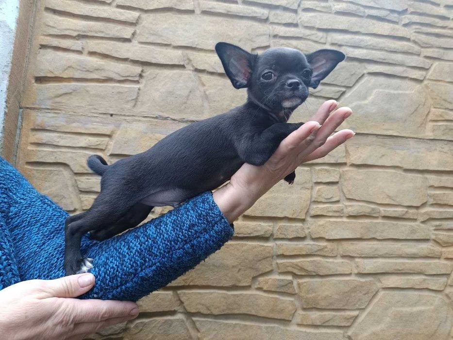 гладкошерстний чихуахуа - чарівний