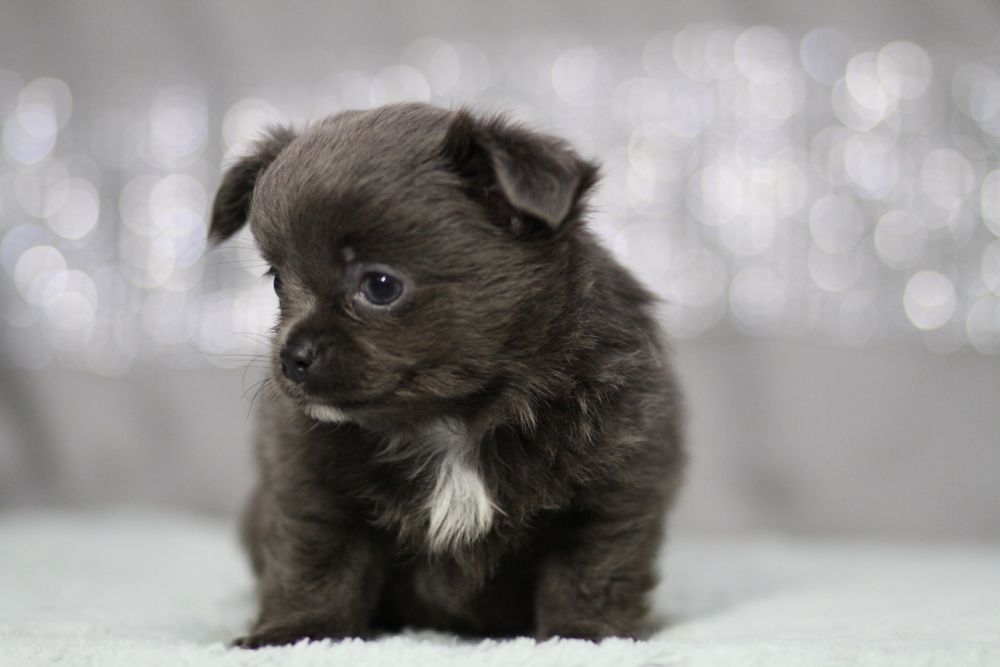 ***Chihuahua długowłosa blue niebieski**