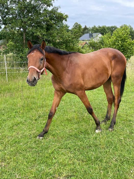 Wałach  małopolski