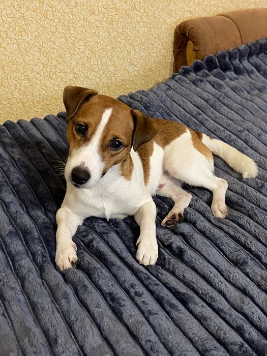 В‘язка Джек расел тер‘єр