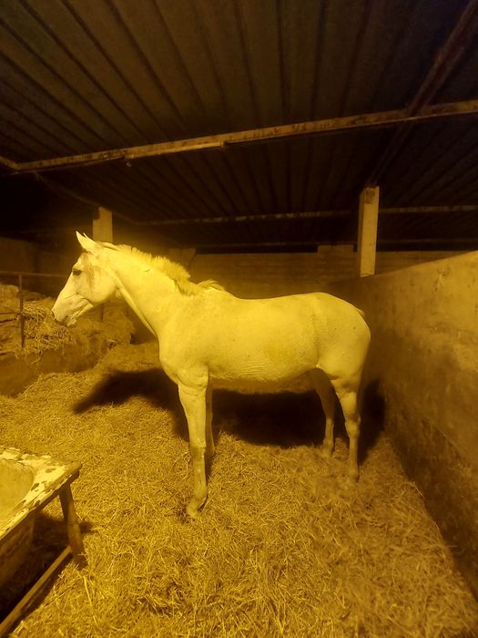 Vendo ou troco Égua  montada