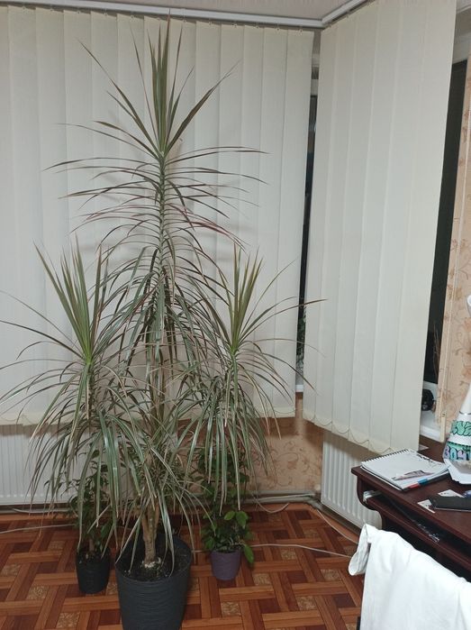 Продам пальму драцена