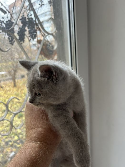 Шотландские мраморные котята