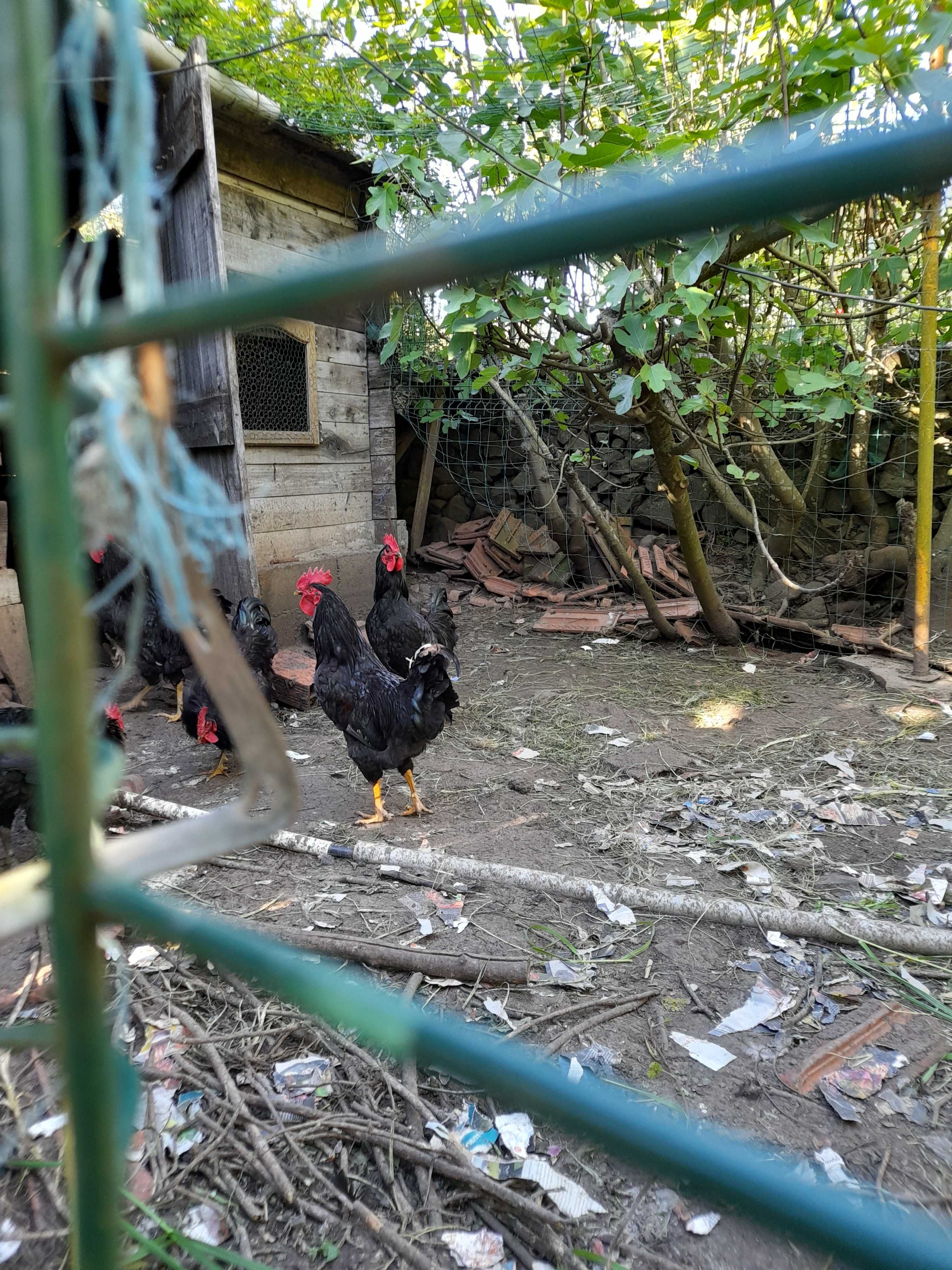 Galos de raça caseiros