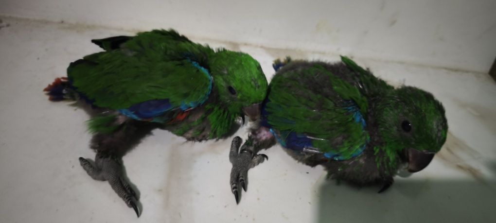 Papagaios écletus para acabar de criar à mão