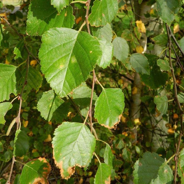 Brzoza omszona kopana z gruntu goły korzeń