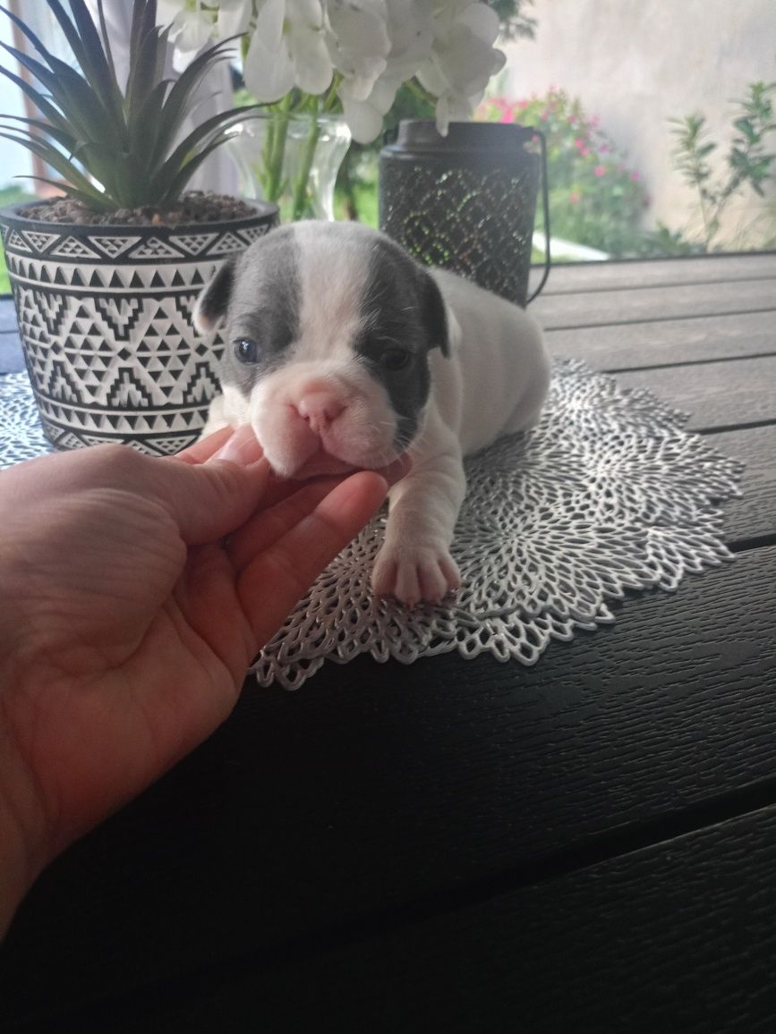 Buldog francuski