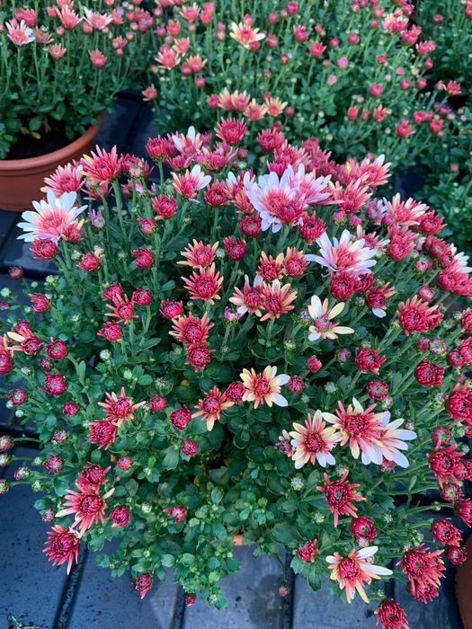 Chryzantemy drobnokwiatowe