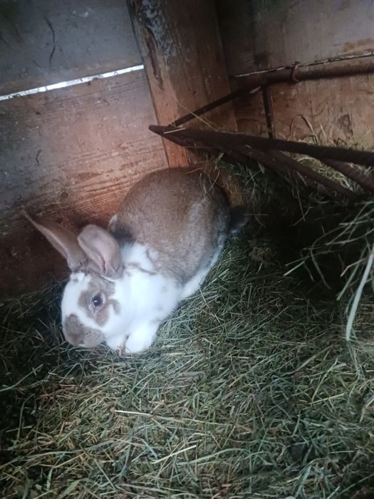 Młode króliki do chowu